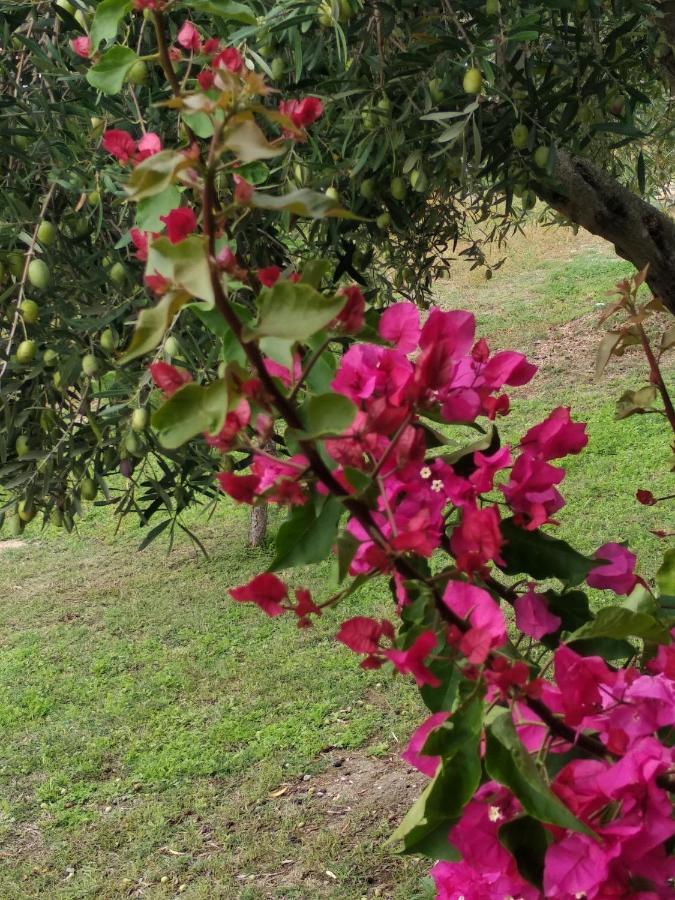Ases Villa Lagonisi Halkidiki Ormos Panagias Buitenkant foto